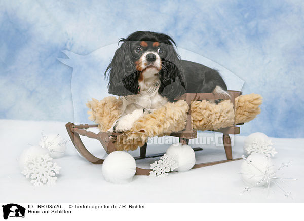 Hund auf Schlitten / dog on sledge / RR-08526