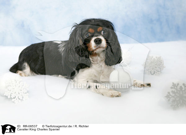 Cavalier King Charles Spaniel / Cavalier King Charles Spaniel / RR-08537