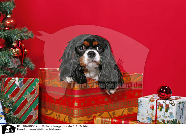 Hund unterm Weihnachtsbaum / dog under christmastree / RR-08557