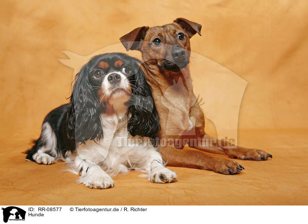 Hunde / dogs / RR-08577