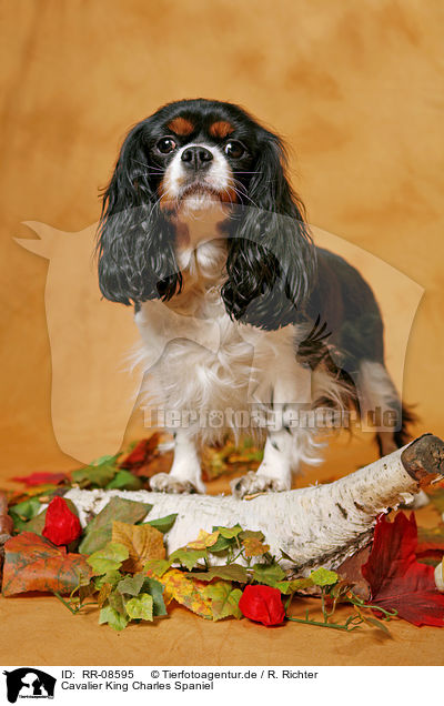 Cavalier King Charles Spaniel / Cavalier King Charles Spaniel / RR-08595