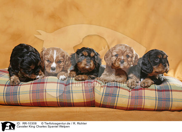 Cavalier King Charles Spaniel Welpen / puppies / RR-10308