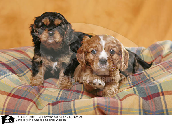 Cavalier King Charles Spaniel Welpen / puppies / RR-10309