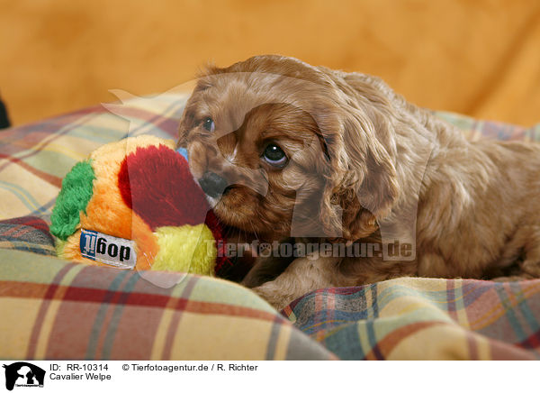 Cavalier Welpe / RR-10314