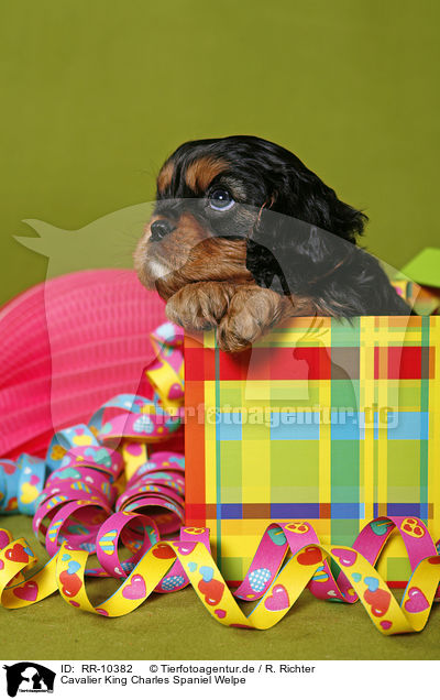 Cavalier King Charles Spaniel Welpe / Puppy / RR-10382