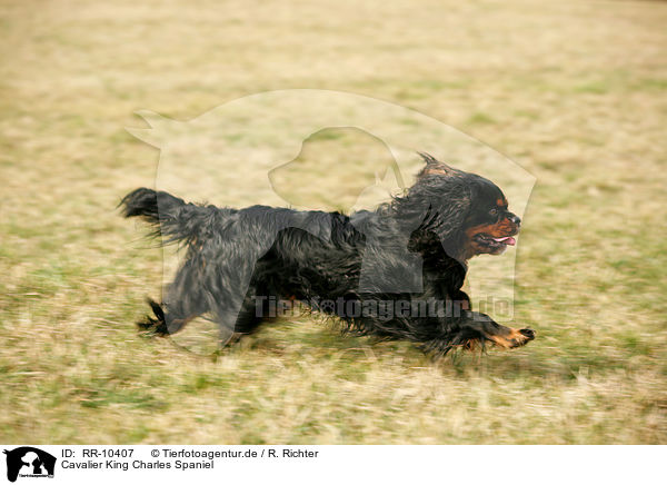 Cavalier King Charles Spaniel / Cavalier King Charles Spaniel / RR-10407