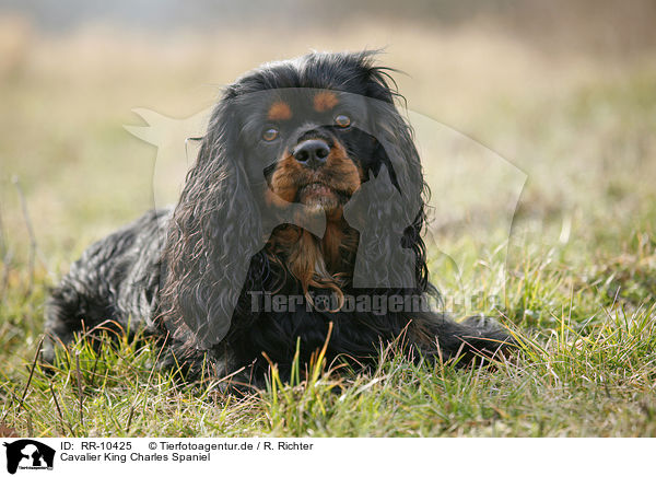 Cavalier King Charles Spaniel / Cavalier King Charles Spaniel / RR-10425