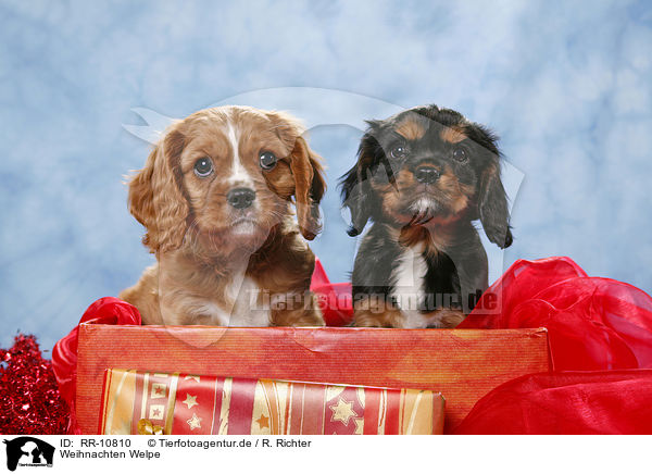 Weihnachten Welpe / christmas puppy / RR-10810