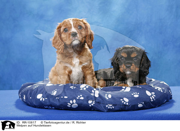 Welpen auf Hundekissen / Puppies / RR-10817