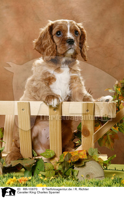 Cavalier King Charles Spaniel / Cavalier King Charles Spaniel / RR-10870
