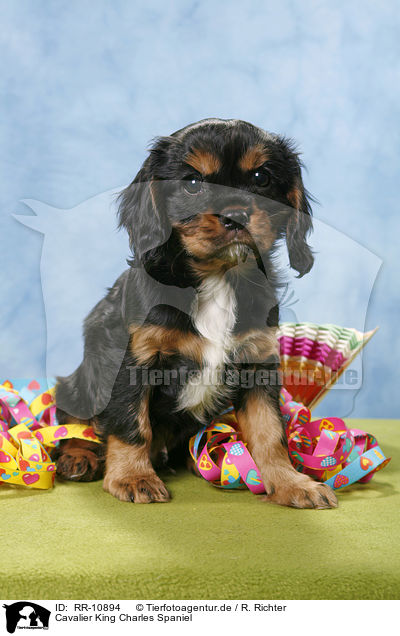 Cavalier King Charles Spaniel / RR-10894