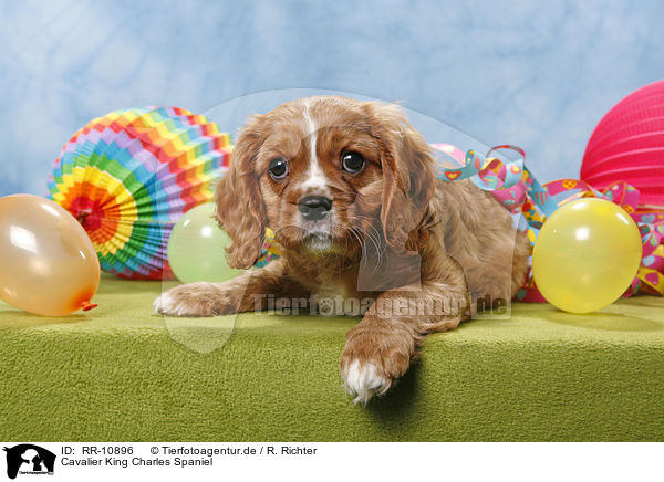 Cavalier King Charles Spaniel / Cavalier King Charles Spaniel / RR-10896