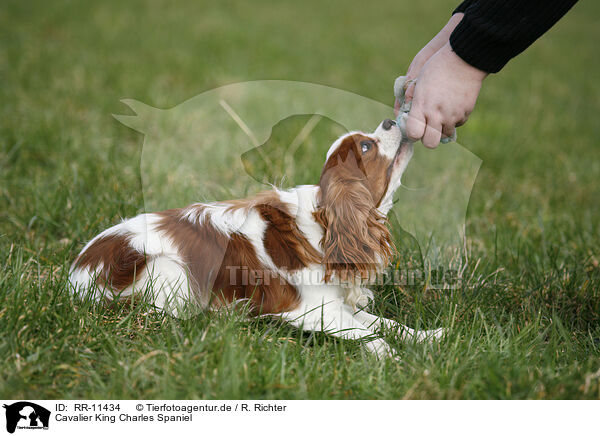 Cavalier King Charles Spaniel / RR-11434