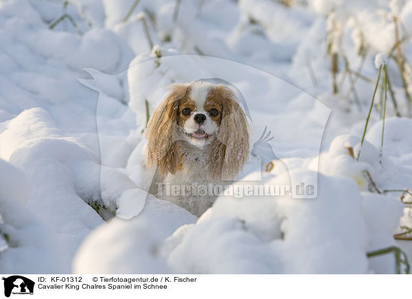 Cavalier King Chalres Spaniel im Schnee / KF-01312