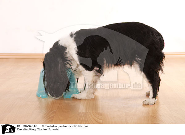 Cavalier King Charles Spaniel / Cavalier King Charles Spaniel / RR-34848