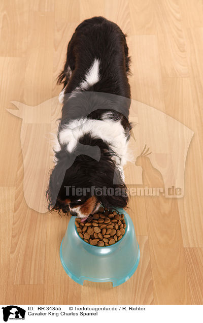 Cavalier King Charles Spaniel / Cavalier King Charles Spaniel / RR-34855