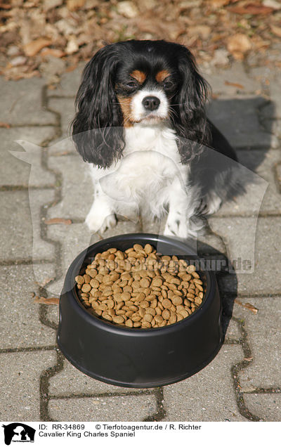 Cavalier King Charles Spaniel / Cavalier King Charles Spaniel / RR-34869