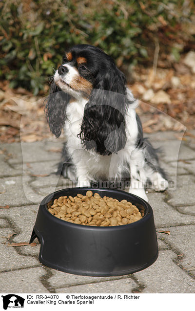 Cavalier King Charles Spaniel / Cavalier King Charles Spaniel / RR-34870