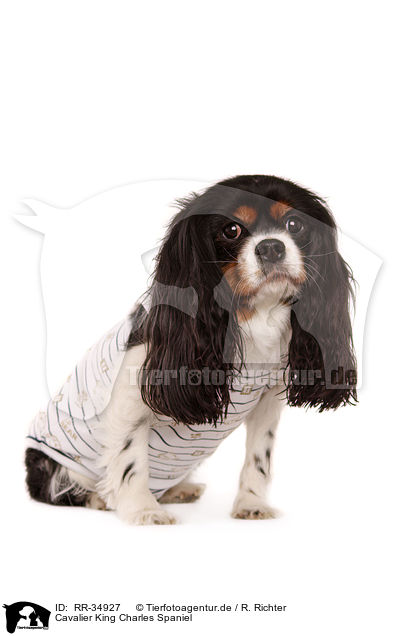 Cavalier King Charles Spaniel / Cavalier King Charles Spaniel / RR-34927