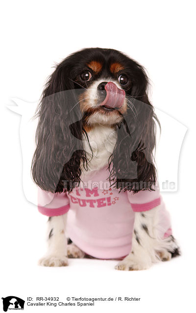 Cavalier King Charles Spaniel / RR-34932