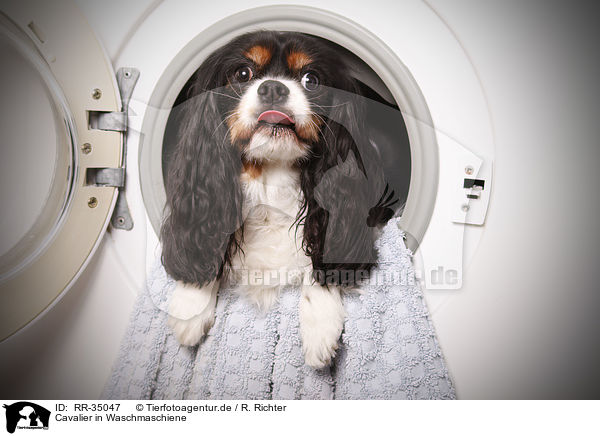 Cavalier in Waschmaschiene / RR-35047