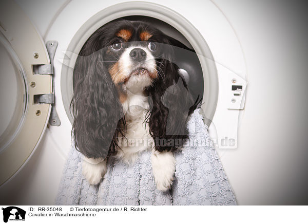 Cavalier in Waschmaschiene / RR-35048