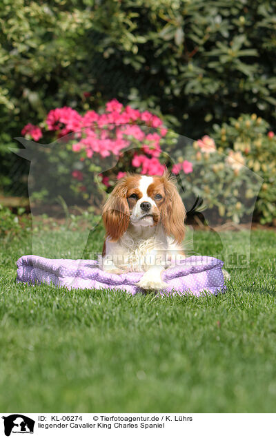 liegender Cavalier King Charles Spaniel / lying Cavalier King Charles Spaniel / KL-06274