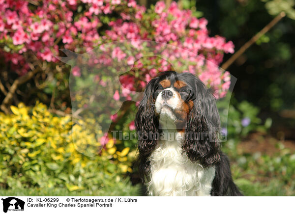 Cavalier King Charles Spaniel Portrait / Cavalier King Charles Spaniel Portrait / KL-06299