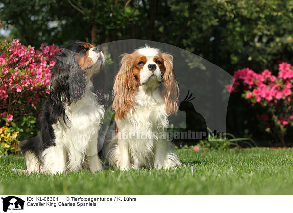 Cavalier King Charles Spaniels / Cavalier King Charles Spaniels / KL-06301