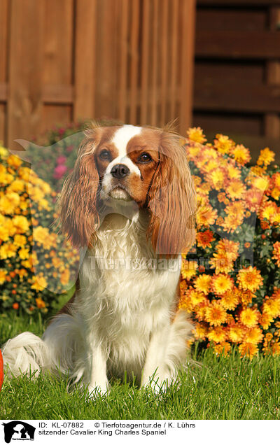 sitzender Cavalier King Charles Spaniel / sitting Cavalier King Charles Spaniel / KL-07882