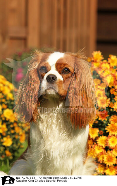 Cavalier King Charles Spaniel Portrait / Cavalier King Charles Spaniel Portrait / KL-07883