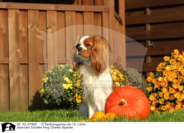 sitzender Cavalier King Charles Spaniel / sitting Cavalier King Charles Spaniel / KL-07885