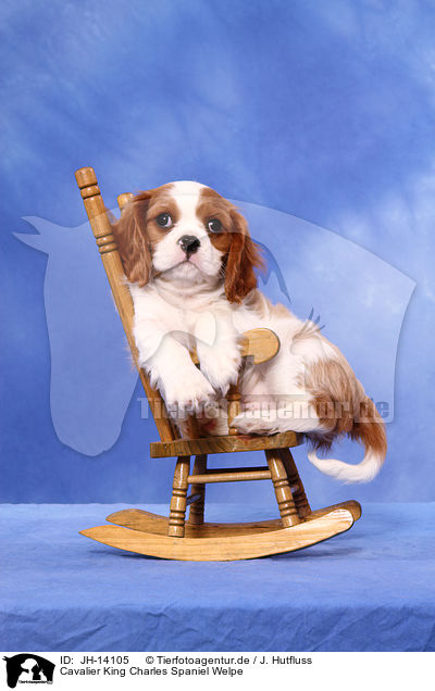 Cavalier King Charles Spaniel Welpe / JH-14105