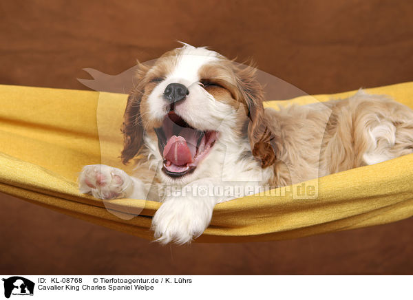 Cavalier King Charles Spaniel Welpe / Cavalier King Charles Spaniel Puppy / KL-08768