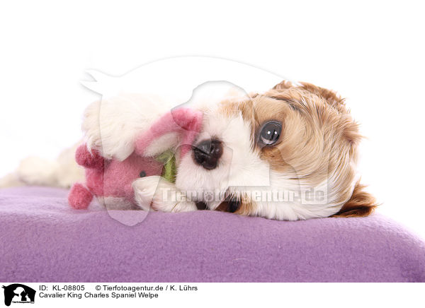 Cavalier King Charles Spaniel Welpe / KL-08805