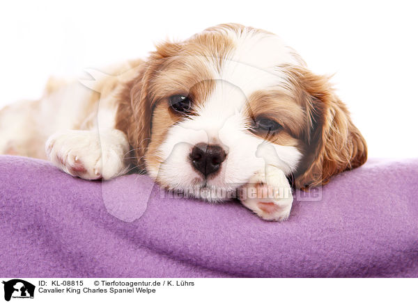 Cavalier King Charles Spaniel Welpe / KL-08815