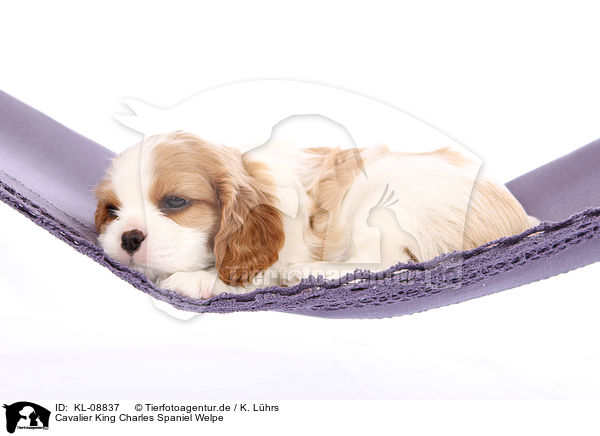 Cavalier King Charles Spaniel Welpe / Cavalier King Charles Spaniel Puppy / KL-08837