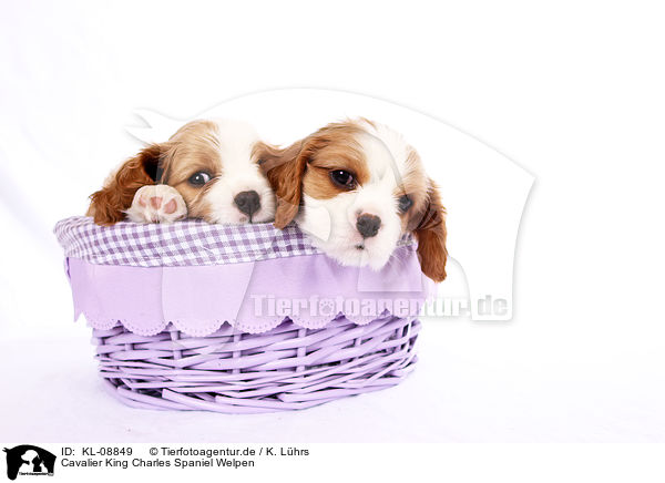 Cavalier King Charles Spaniel Welpen / KL-08849