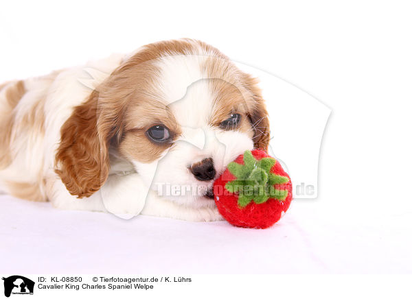 Cavalier King Charles Spaniel Welpe / KL-08850