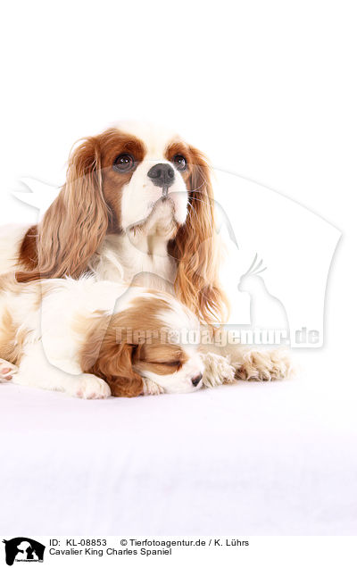Cavalier King Charles Spaniel / KL-08853