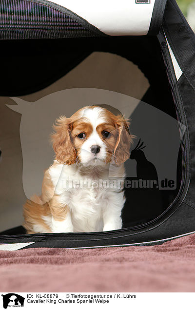 Cavalier King Charles Spaniel Welpe / Cavalier King Charles Spaniel Puppy / KL-08879