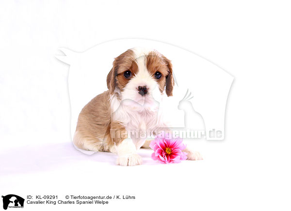 Cavalier King Charles Spaniel Welpe / KL-09291