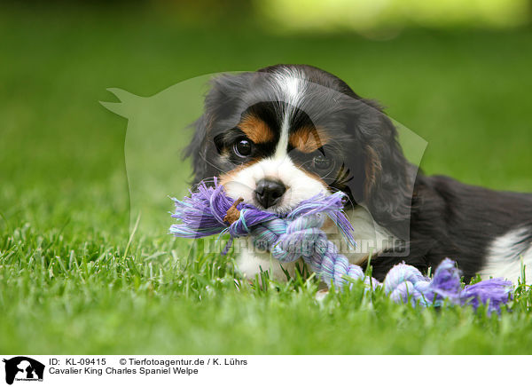 Cavalier King Charles Spaniel Welpe / Cavalier King Charles Spaniel Puppy / KL-09415