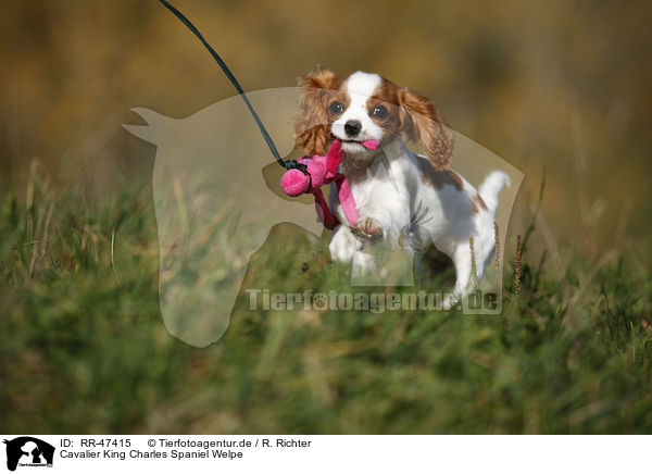 Cavalier King Charles Spaniel Welpe / Cavalier King Charles Spaniel Puppy / RR-47415