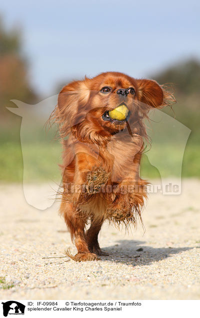 spielender Cavalier King Charles Spaniel / playing Cavalier King Charles Spaniel / IF-09984