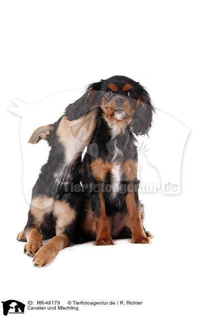 Cavalier und Mischling / Cavalier and mongrel / RR-48179