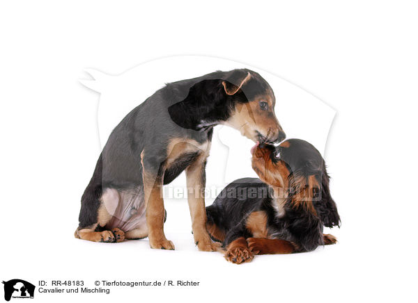 Cavalier und Mischling / Cavalier and mongrel / RR-48183