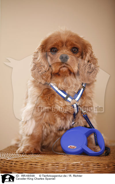 Cavalier King Charles Spaniel / Cavalier King Charles Spaniel / RR-48598