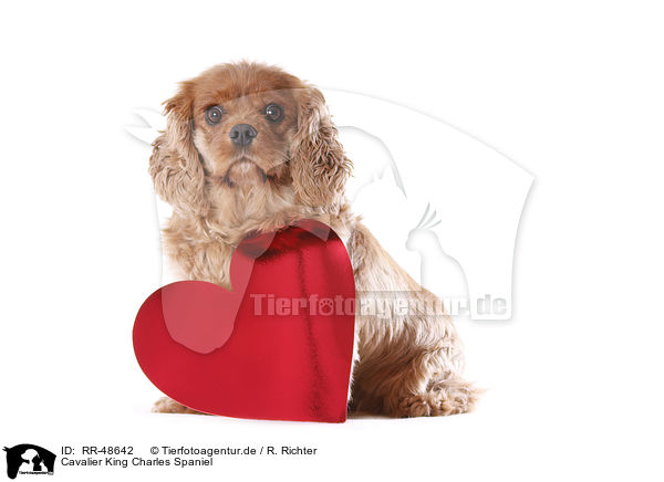 Cavalier King Charles Spaniel / RR-48642
