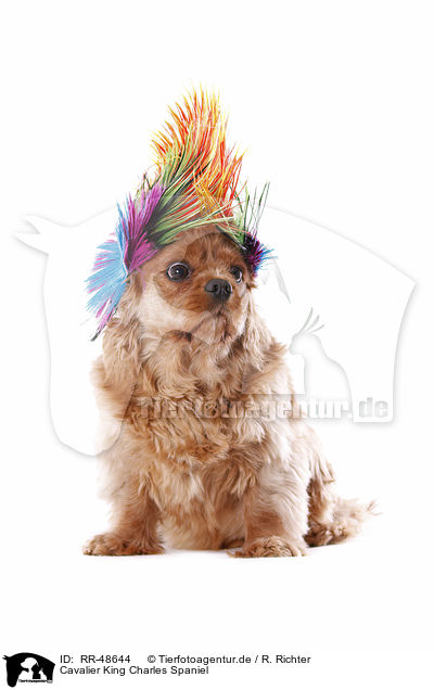 Cavalier King Charles Spaniel / RR-48644